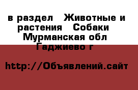  в раздел : Животные и растения » Собаки . Мурманская обл.,Гаджиево г.